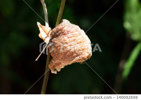 樹枝上掛著幾枚碩大的螳螂卵。 樹枝上掛著幾枚碩大的螳螂卵。 140082698