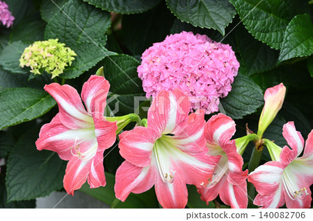 Pink hydrangeas and amaryllis Pink hydrangeas and amaryllis 140082706