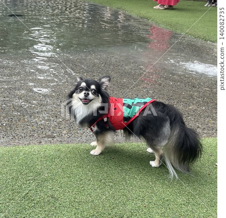 A Pomeranian-Chihuahua mix puppy smiles before entering the pond. A Pomeranian-Chihuahua mix puppy smiles before entering the pond. 140082735