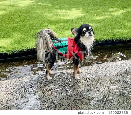 一隻博美犬和吉娃娃的混血幼犬在水中玩耍後，享受著身上濕漉漉的感覺。 140082886