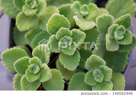 A close-up of the succulent herb, Aromatics. A close-up of the succulent herb, Aromatics. 140082946