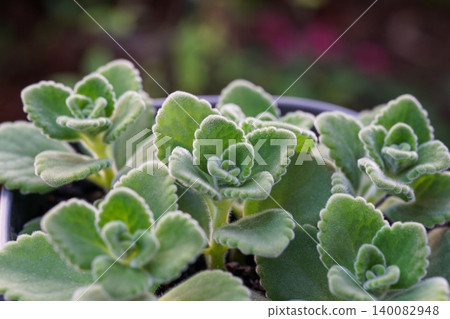 A close-up of the succulent herb, Aromatics. A close-up of the succulent herb, Aromatics. 140082948