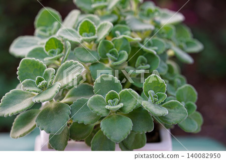 A close-up of the succulent herb, Aromatics. 140082950