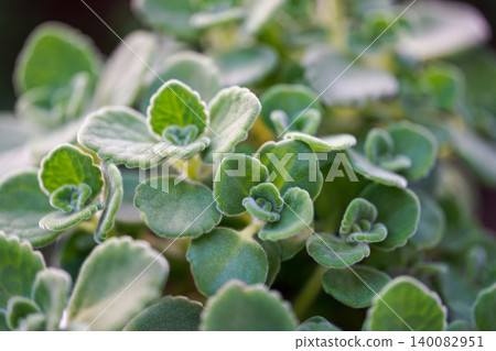 特寫鏡頭下的多汁草本植物—芳香草。 特寫鏡頭下的多汁草本植物—芳香草。 140082951