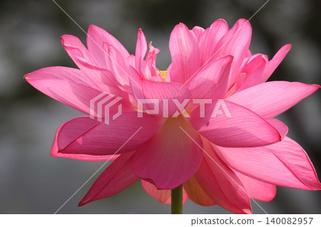 The lotus flower opens its petals, urged on by the morning sun - Part 2 140082957