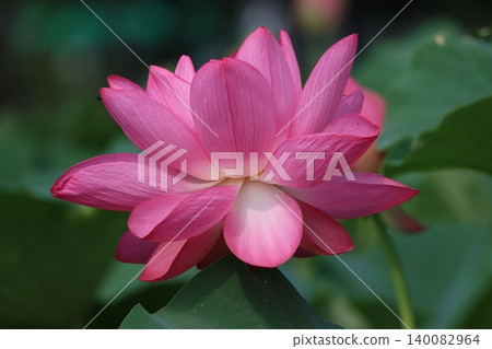 盛開的蓮花姿勢高貴,宛如神聖的居所。 盛開的蓮花姿勢高貴,宛如神聖的居所。 140082964