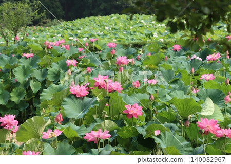 清晨池塘,荷花盛開,微風拂面-第二部分 清晨池塘,荷花盛開,微風拂面-第二部分 140082967