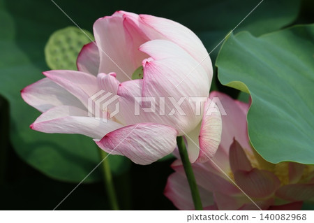As noble as the lotus goddess this morning As noble as the lotus goddess this morning 140082968