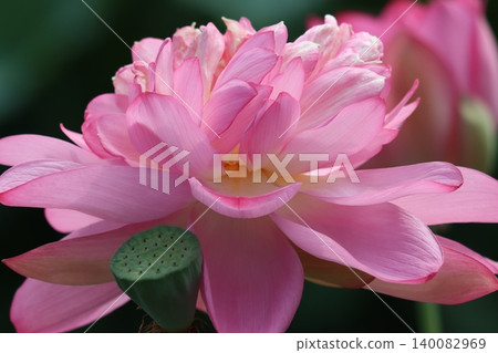 The lotus flower this morning, radiating light, is even more vibrant—5 The lotus flower this morning, radiating light, is even more vibrant—5 140082969