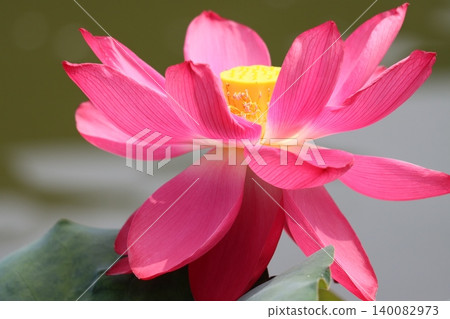 清晨,蓮花依然色彩艷麗——第一部分 清晨,蓮花依然色彩艷麗——第一部分 140082973