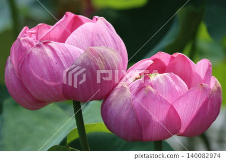 蓮花佛座,形狀像蓮花底座,Suichi 蓮花佛座,形狀像蓮花底座,Suichi 140082974