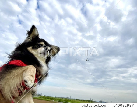 A Pomeranian-Chihuahua mix puppy realizes how small airplanes are. A Pomeranian-Chihuahua mix puppy realizes how small airplanes are. 140082987