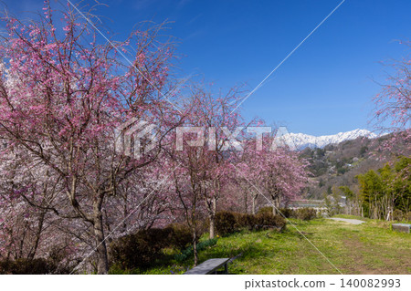 The weeping cherry trees and Somei Yoshino cherry trees in the grounds of Niozan Choshoji Temple in Sansui, Shinkomachi, Nagano City, Nagano Prefecture, and the view of the snow-capped Northern Alps. The weeping cherry trees and Somei Yoshino cherry trees in the grounds of Niozan Choshoji Temple in Sansui, Shinkomachi, Nagano City, Nagano Prefecture, and the view of the snow-capped Northern Alps. 140082993