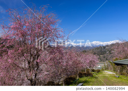 The weeping cherry trees and Somei Yoshino cherry trees in the grounds of Niozan Choshoji Temple in Sansui, Shinkomachi, Nagano City, Nagano Prefecture, and the view of the snow-capped Northern Alps. The weeping cherry trees and Somei Yoshino cherry trees in the grounds of Niozan Choshoji Temple in Sansui, Shinkomachi, Nagano City, Nagano Prefecture, and the view of the snow-capped Northern Alps. 140082994