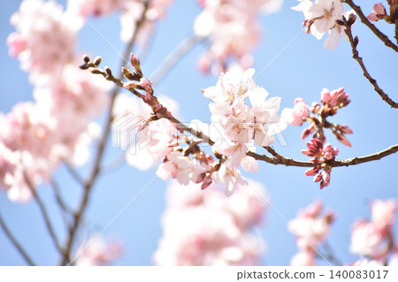 Pale pink cherry blossoms Pale pink cherry blossoms 140083017