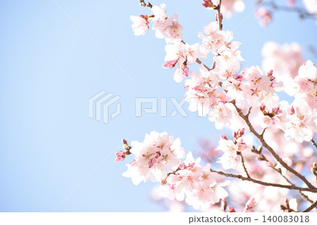 Pale pink cherry blossoms Pale pink cherry blossoms 140083018