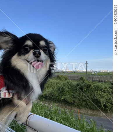 一隻博美犬和吉娃娃的混血小狗笑著說:“我想坐飛機。” 一隻博美犬和吉娃娃的混血小狗笑著說:“我想坐飛機。” 140083032