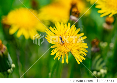 Yellow dandelion flowers Taraxacum officinale. Dandelion on spring sunny day Yellow dandelion flowers Taraxacum officinale. Dandelion on spring sunny day 140083233