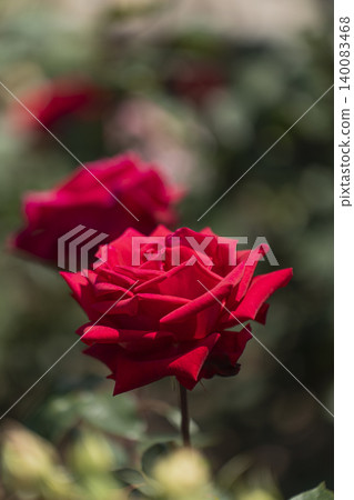 五月玫瑰,初夏的景象。 五月玫瑰,初夏的景象。 140083468