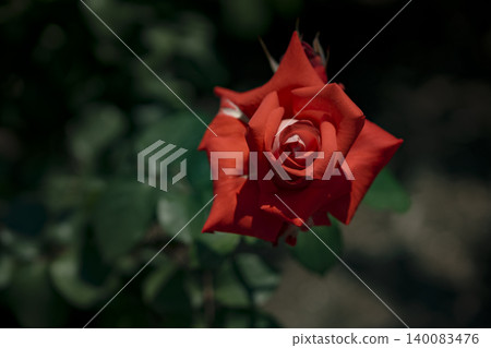 May roses evoke the image of early summer. May roses evoke the image of early summer. 140083476