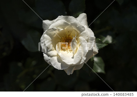 May roses evoke the image of early summer. May roses evoke the image of early summer. 140083485