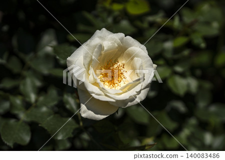 May roses evoke the image of early summer. May roses evoke the image of early summer. 140083486
