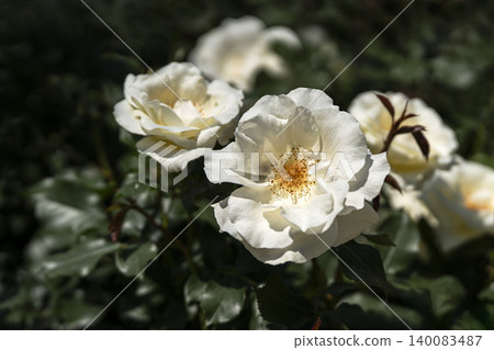 May roses evoke the image of early summer. May roses evoke the image of early summer. 140083487
