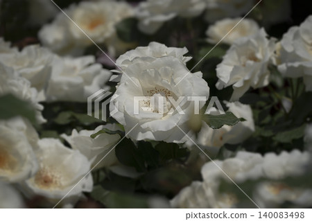 May roses evoke the image of early summer. 140083498