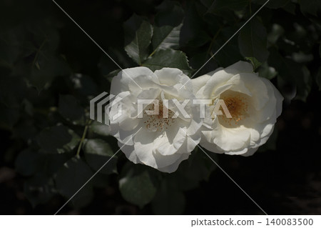 May roses evoke the image of early summer. May roses evoke the image of early summer. 140083500