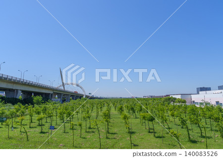 一個生態公園,園內種植成排的幼樹用於城市綠化,還有草坪、高架道路和開闊的天空。 一個生態公園,園內種植成排的幼樹用於城市綠化,還有草坪、高架道路和開闊的天空。 140083526