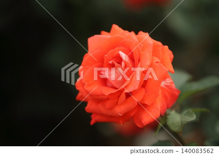 Arao City Ominous Citizen Flower Bed Rose Flower, 140083562