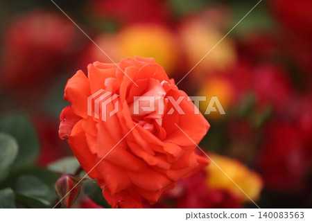 Arao City Ominous Citizen Flower Bed Rose Flower, Arao City Ominous Citizen Flower Bed Rose Flower, 140083563