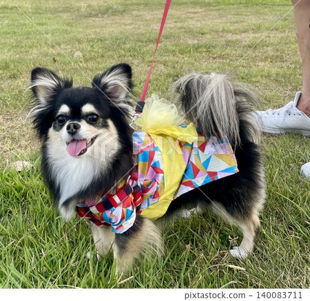 穿著浴衣、微笑的博美犬和吉娃娃的混血幼犬。 140083711