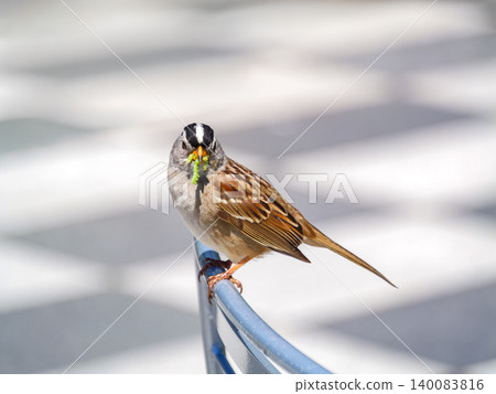 Sparrow Bird Perched on Railing with Caterpillar in Beak 140083816