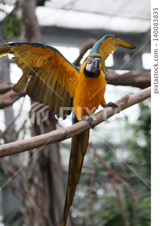 A blue-and-yellow macaw spreading its wings A blue-and-yellow macaw spreading its wings 140083835