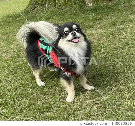 A Pomeranian-Chihuahua mix puppy with a big smile on its face during a walk. A Pomeranian-Chihuahua mix puppy with a big smile on its face during a walk. 140083836