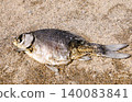 乾魚屍 140083841