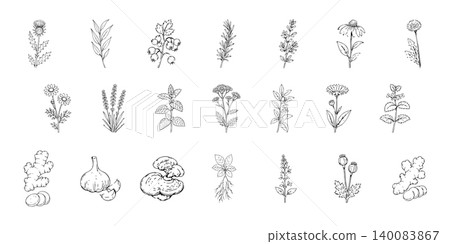 Medicinal Herbs and Natural Ingredients Collection Hand Drawn Botanical Line Art Set Medicinal Herbs and Natural Ingredients Collection Hand Drawn Botanical Line Art Set 140083867