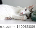 The cat lay on the floor in white living room 140083889