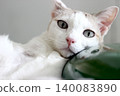 The cat lay on the floor in living room 140083890