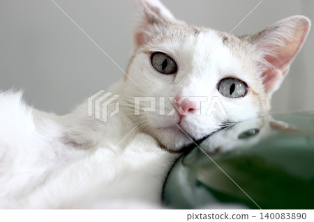 The cat lay on the floor in living room 140083890