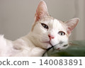 The cat lay on the floor in living room 140083891
