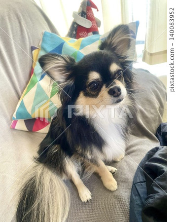 A Pomeranian-Chihuahua mix puppy relaxing on the sofa. A Pomeranian-Chihuahua mix puppy relaxing on the sofa. 140083952