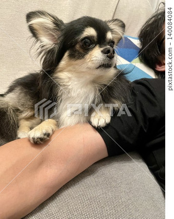 A Pomchi puppy watches TV using a human's arm as a support. A Pomchi puppy watches TV using a human's arm as a support. 140084084