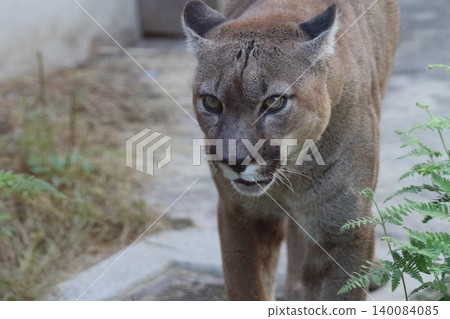 An elderly puma walks while staring at us. An elderly puma walks while staring at us. 140084085