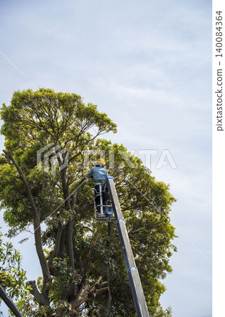 Severe pruning of chinquapin trees Severe pruning of chinquapin trees 140084364
