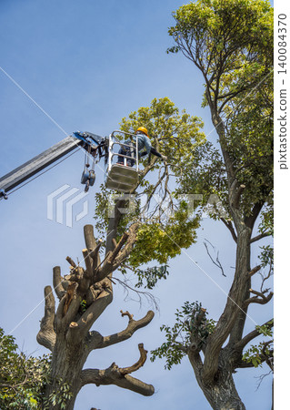 Severe pruning of chinquapin trees Severe pruning of chinquapin trees 140084370
