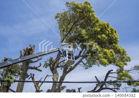 Severe pruning of chinquapin trees Severe pruning of chinquapin trees 140084382