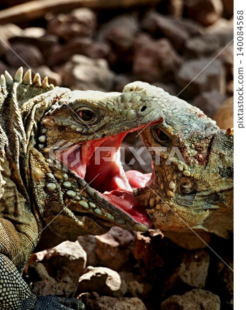 iguana iguana 140084568