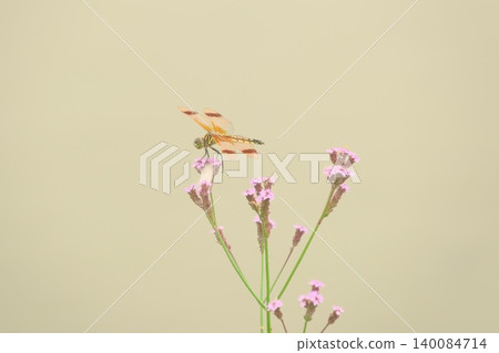 A female of the banded damselfly type perched on a Verbena bonariensis plant by the water's edge. A female of the banded damselfly type perched on a Verbena bonariensis plant by the water's edge. 140084714